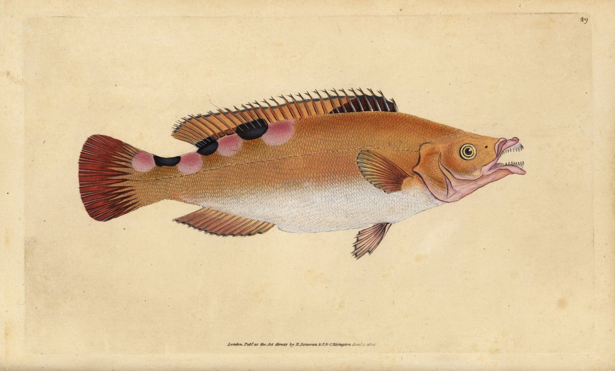 Cuckoo wrasse, Labrus mixtus (Trimaculated wrasse, Labrus trimaculatus)。爱德华-多诺万根据他的《英国鱼类自然史》绘制和雕刻的手绘铜版，多诺万和F.C.和J.里文顿，伦敦 作者 爱德华·多诺万