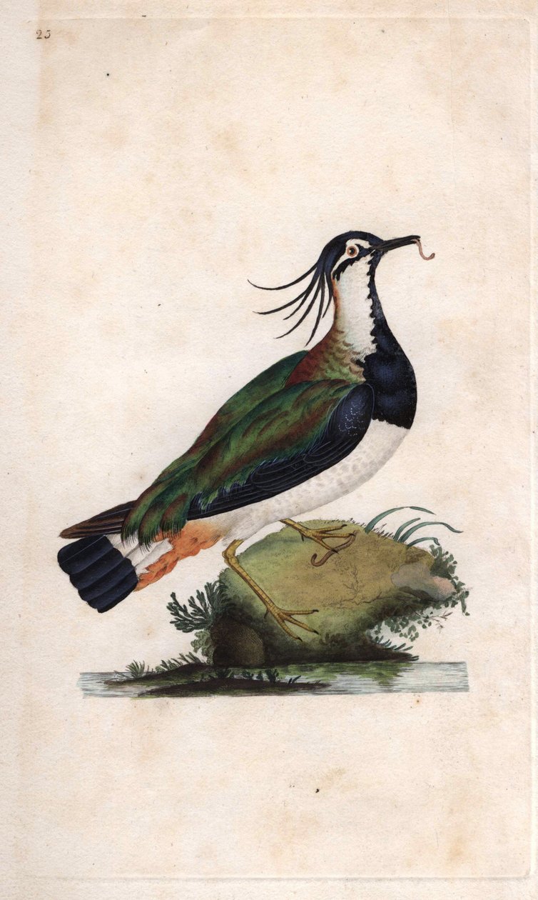 Cuppe Lapwing.Vanellus vanellus（Tringa vanellus）。爱德华-多诺万（1768-1837）的铜版画，发表于《英国鸟类自然史》，伦敦 作者 爱德华·多诺万
