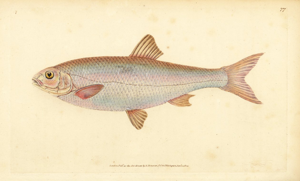 Dace, Leuciscus leuciscus（Cyprinus leuciscus）。爱德华-多诺万根据他的《英国鱼类自然史》绘制和雕刻的手绘铜版，多诺万和F.C.和J.Rivington，伦敦 作者 爱德华·多诺万