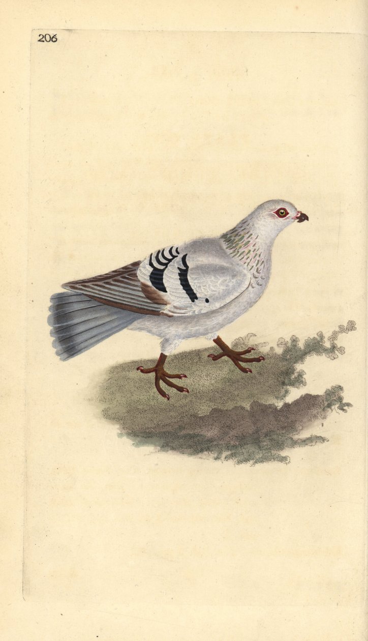 家鸽，Columba livia domestica。爱德华-多诺万根据他自己的《英国鸟类自然史》绘制和雕刻的手绘铜版，伦敦 作者 爱德华·多诺万