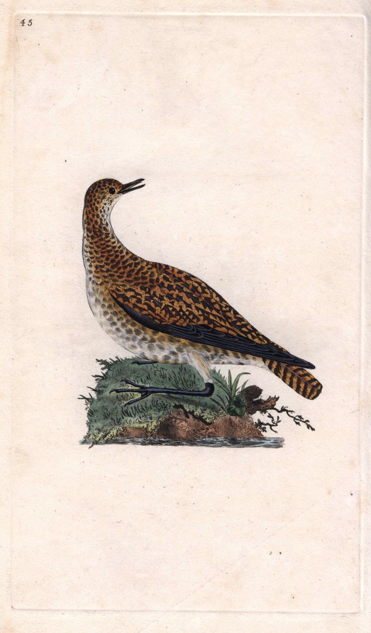 多尔鸻。Pluvialis apricaria（Charadrius pluvialis）。爱德华-多诺万（1768-1837）的铜版画，发表于《英国鸟类自然史》，伦敦 作者 爱德华·多诺万