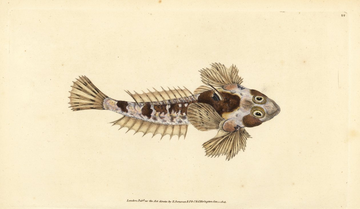 龙鱼，Callionymus lyra（Sordid龙鱼，Callionymus dracunculus）。爱德华-多诺万根据他的《英国鱼类自然史》绘制和雕刻的手绘铜版，多诺万和F.C.和J.里文顿，伦敦 作者 爱德华·多诺万