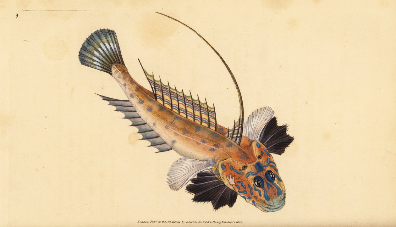 Dragonet或gemmous dragonet，Callionymus lyra。爱德华-多诺万根据他的《英国鱼类自然史》绘制和雕刻的手绘铜版，多诺万和F.C.和J.里文顿，伦敦 作者 爱德华·多诺万