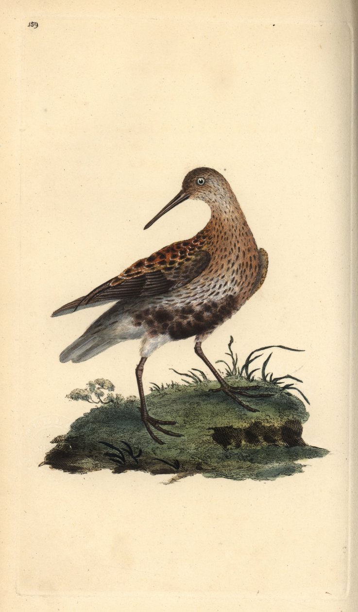 邓林，Calidris alpina。爱德华-多诺万根据他自己的《英国鸟类自然史》绘制和雕刻的手绘铜版，伦敦 作者 爱德华·多诺万