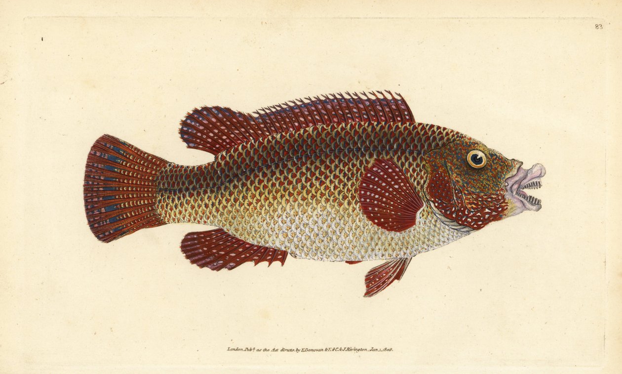 东大西洋孔雀鱼，Symphodus tinca (Ancient wrasse or old wife, Labrus tinca)。爱德华-多诺万根据他的《英国鱼类自然史》绘制和雕刻的手绘铜版，多诺万和F.C.和J.里文顿，伦敦 作者 爱德华·多诺万