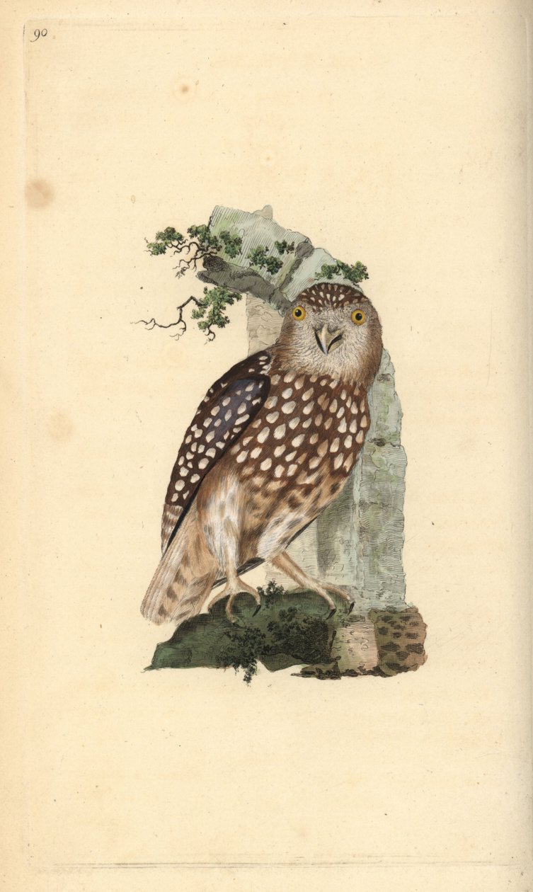欧亚侏儒猫头鹰，Glaucidium passerinum。爱德华-多诺万根据他自己的《英国鸟类自然史》绘制和雕刻的手绘铜版，伦敦 作者 爱德华·多诺万