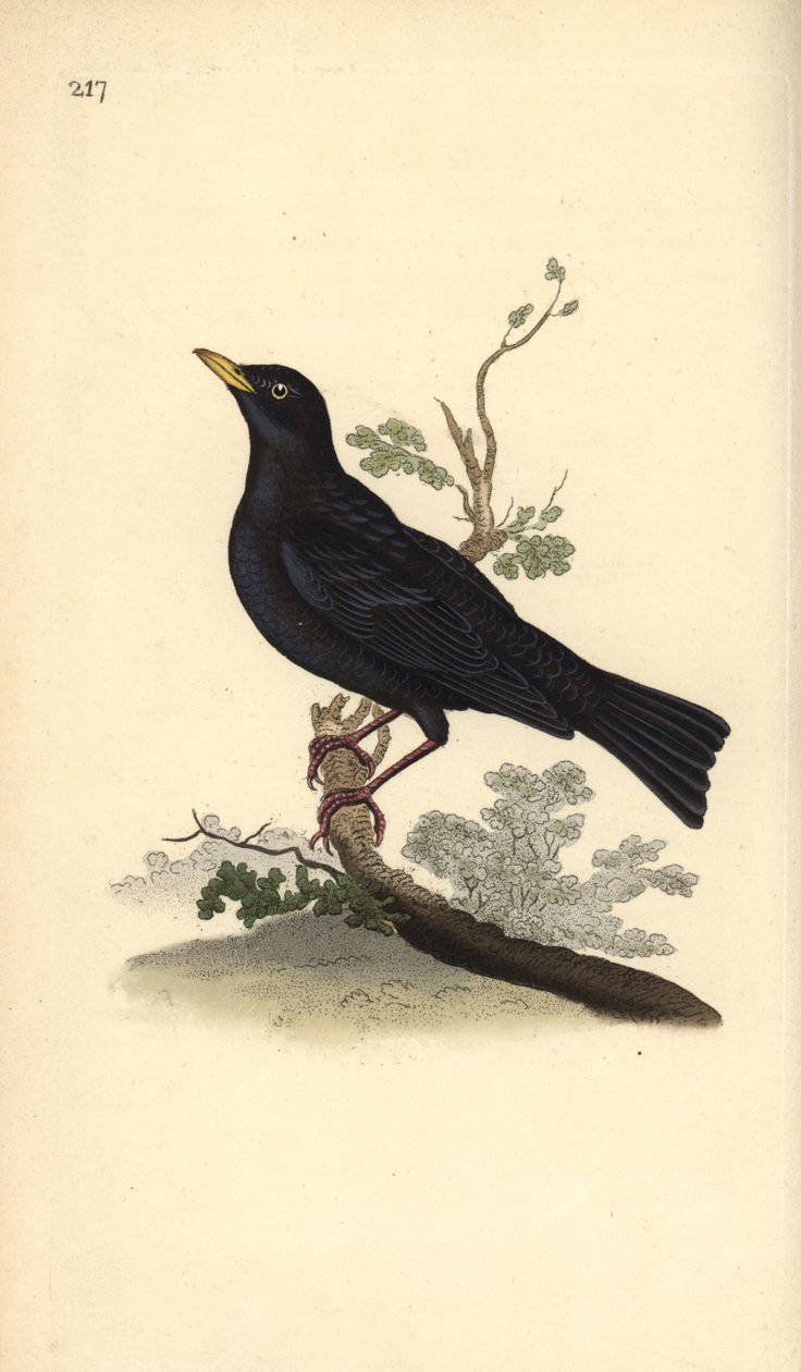 欧亚黑鸟，Turdus merula。爱德华-多诺万根据他自己的《英国鸟类自然史》绘制和雕刻的手绘铜版，伦敦 作者 爱德华·多诺万