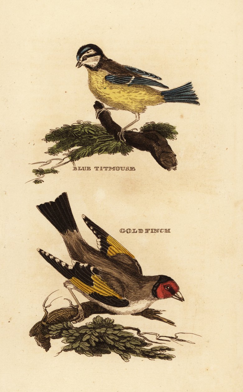欧亚蓝山雀，Cyanistes caeruleus，和欧洲金翅雀，Carduelis carduelis 作者 爱德华·多诺万