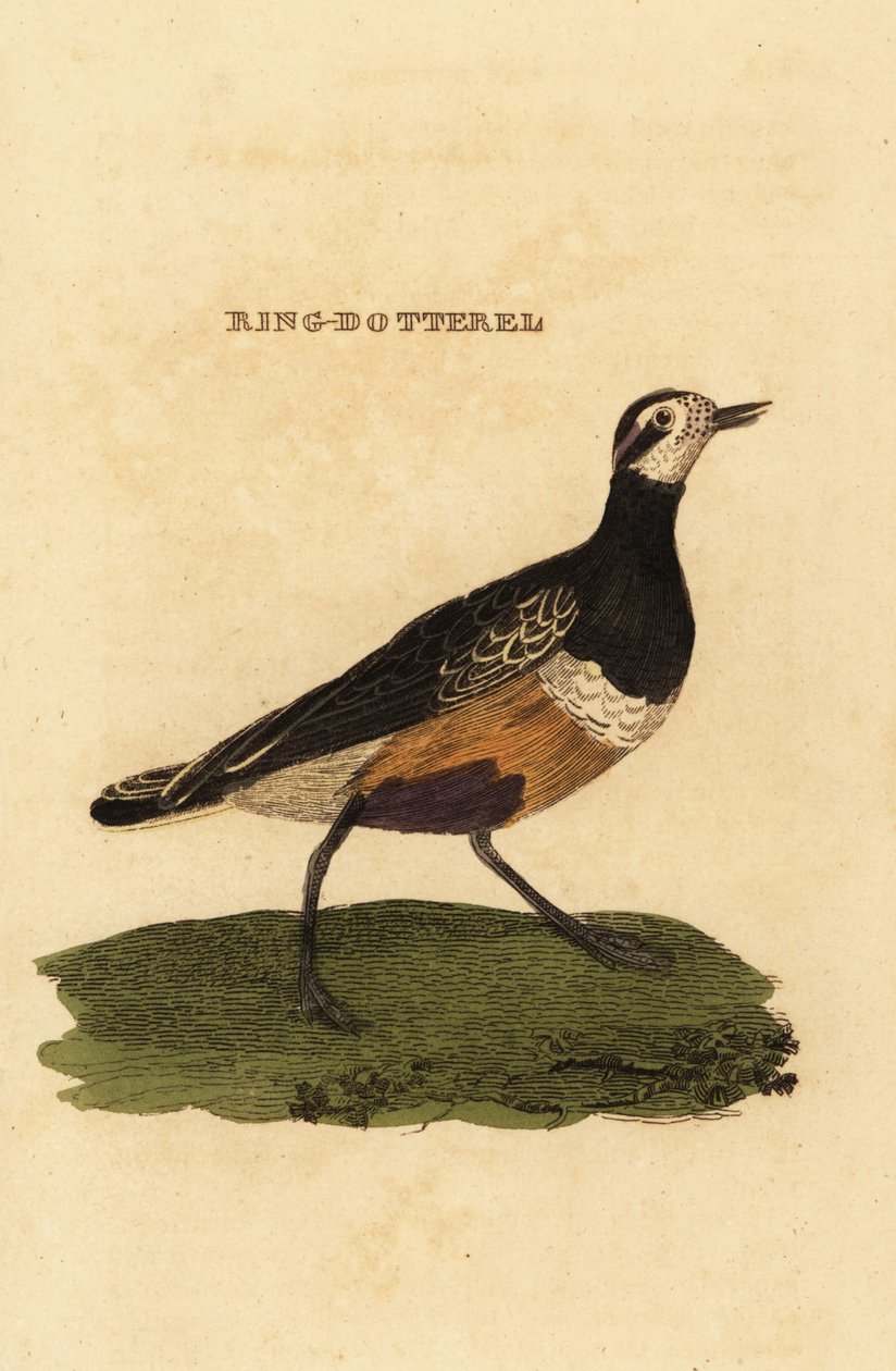 Eurasian dotterel, Charadrius morinellus 作者 爱德华·多诺万