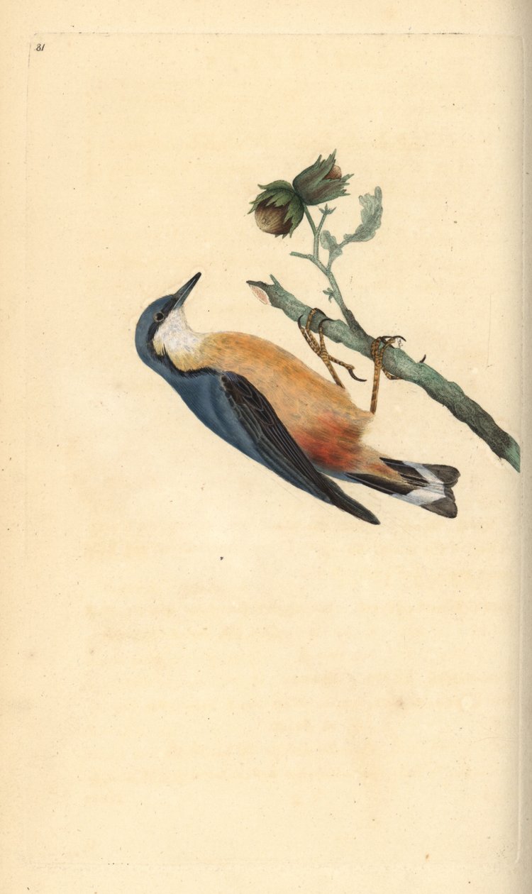 欧亚黄雀，Sitta europaea，在榛子树上，Corylus avellana。爱德华-多诺万根据他自己的《英国鸟类自然史》绘制和雕刻的手绘铜版，伦敦 作者 爱德华·多诺万