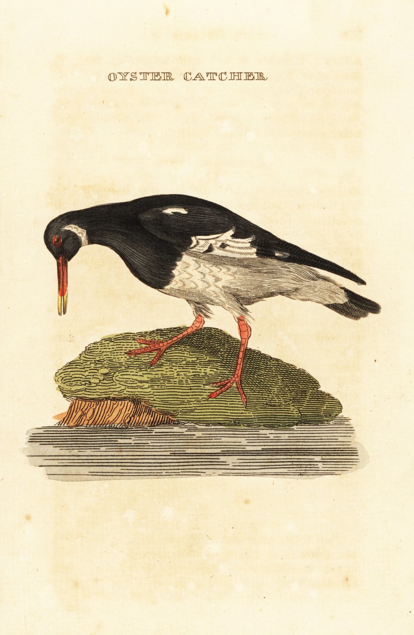 欧亚牡蛎，Haematopus ostralegus 作者 爱德华·多诺万