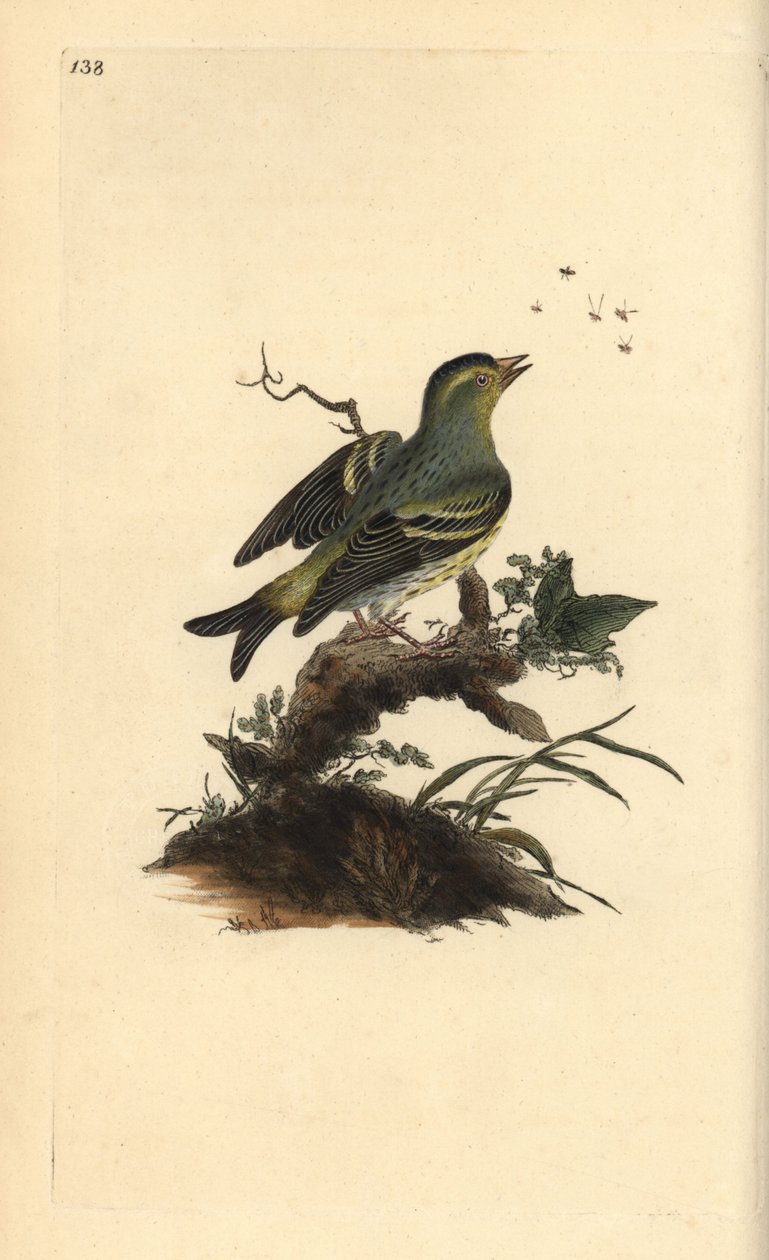 欧亚鶸，Carduelis spinus。爱德华-多诺万根据他自己的《英国鸟类自然史》绘制和雕刻的手绘铜版，伦敦 作者 爱德华·多诺万