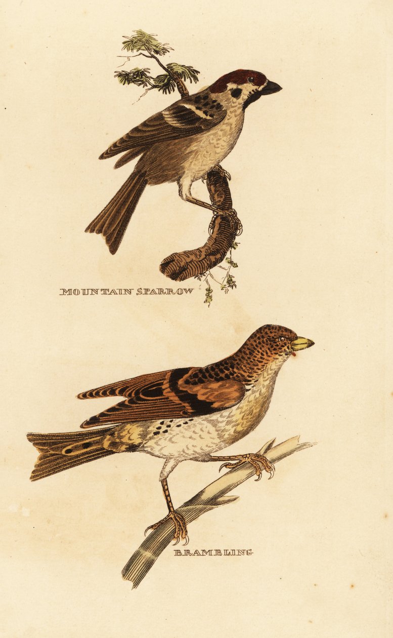Eurasian tree sparrow, Passer montanus, and brambling, Fringilla montifringilla 作者 爱德华·多诺万