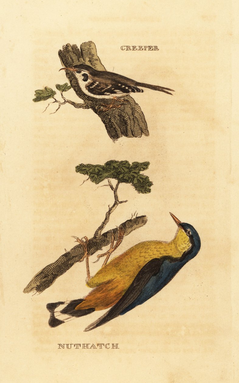 欧亚啄木鸟，Certhia familiaris，和欧亚黄雀，Sitta europaea 作者 爱德华·多诺万