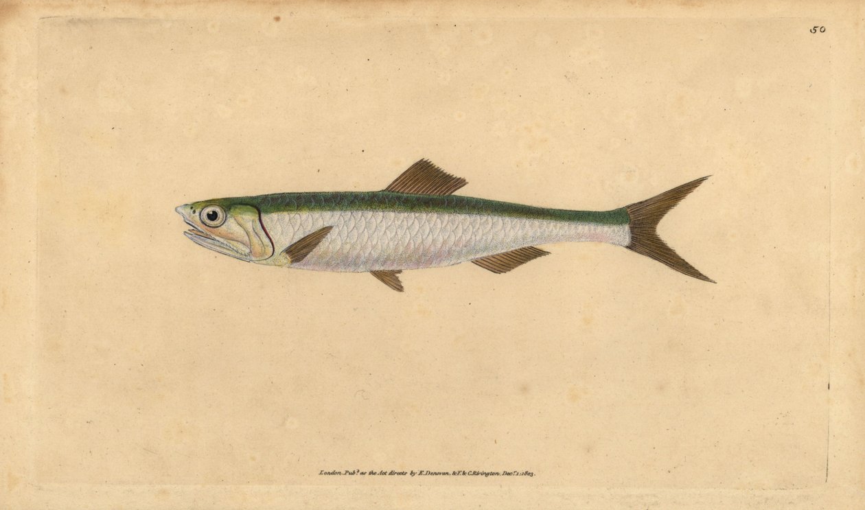 欧洲鳀鱼，Engraulis encrasicolus (Anchovy, Clupea encrasicolus)。爱德华-多诺万根据他的《英国鱼类自然史》绘制和雕刻的手绘铜版，多诺万和F.C.和J.Rivington，伦敦 作者 爱德华·多诺万