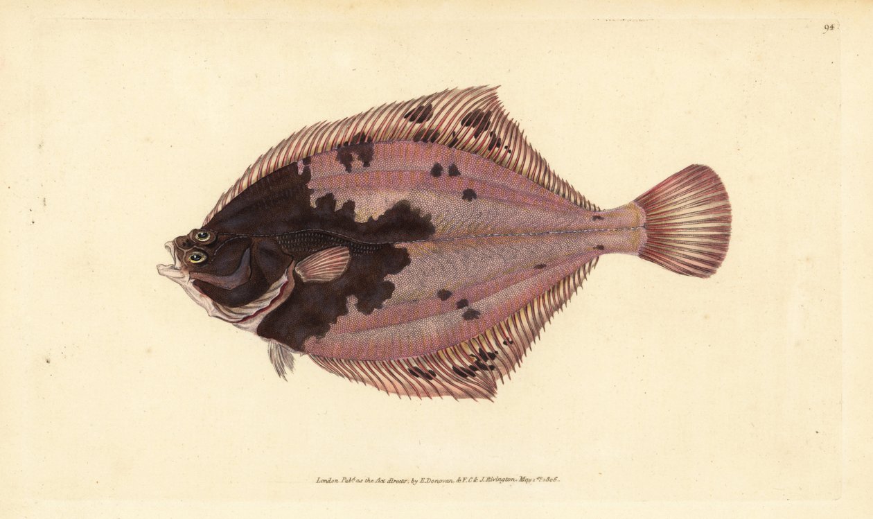 欧洲比目鱼，Platichthys flesus（比目鱼，Pleuronectes flesus）。爱德华-多诺万根据他的《英国鱼类自然史》绘制和雕刻的手绘铜版，多诺万和F.C.和J.雷文顿，伦敦 作者 爱德华·多诺万