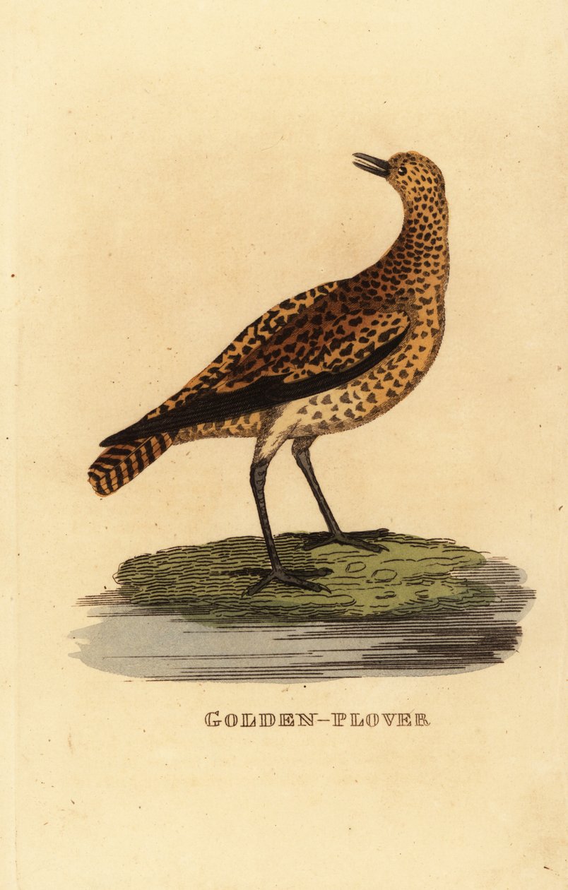 European golden plover, Pluvialis apricaria 作者 爱德华·多诺万