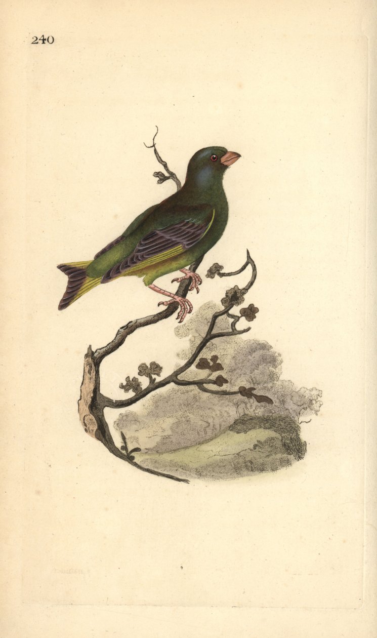 欧洲绿雀，Carduelis chloris。爱德华-多诺万根据他自己的《英国鸟类自然史》绘制和雕刻的手绘铜版，伦敦 作者 爱德华·多诺万