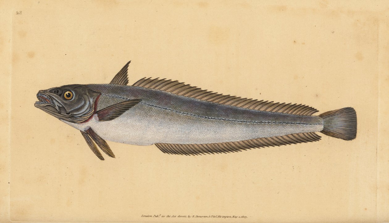 欧洲鳕鱼，Merluccius merluccius (Hake, Gadus merluccius)。爱德华-多诺万根据他的《英国鱼类自然史》绘制和雕刻的手绘铜版，多诺万和F.C.和J.Rivington，伦敦 作者 爱德华·多诺万