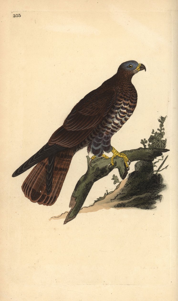 欧洲蜂蜜秃鹰，Pernis apivorus。爱德华-多诺万根据他自己的《英国鸟类自然史》绘制和雕刻的手绘铜版，伦敦 作者 爱德华·多诺万