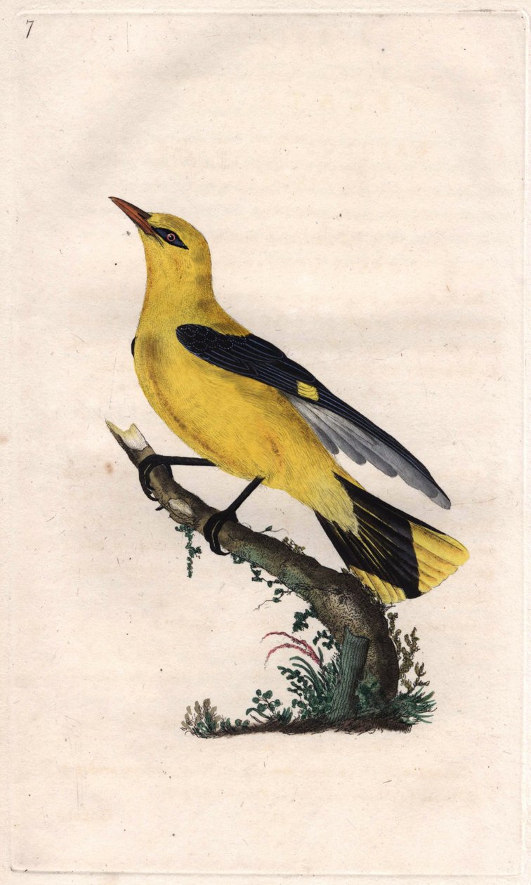 欧洲萝莉。Oriolus oriolus（Oriolus galbula）。爱德华-多诺万（1768-1837）的铜版画，发表于《英国鸟类自然史》，伦敦 作者 爱德华·多诺万