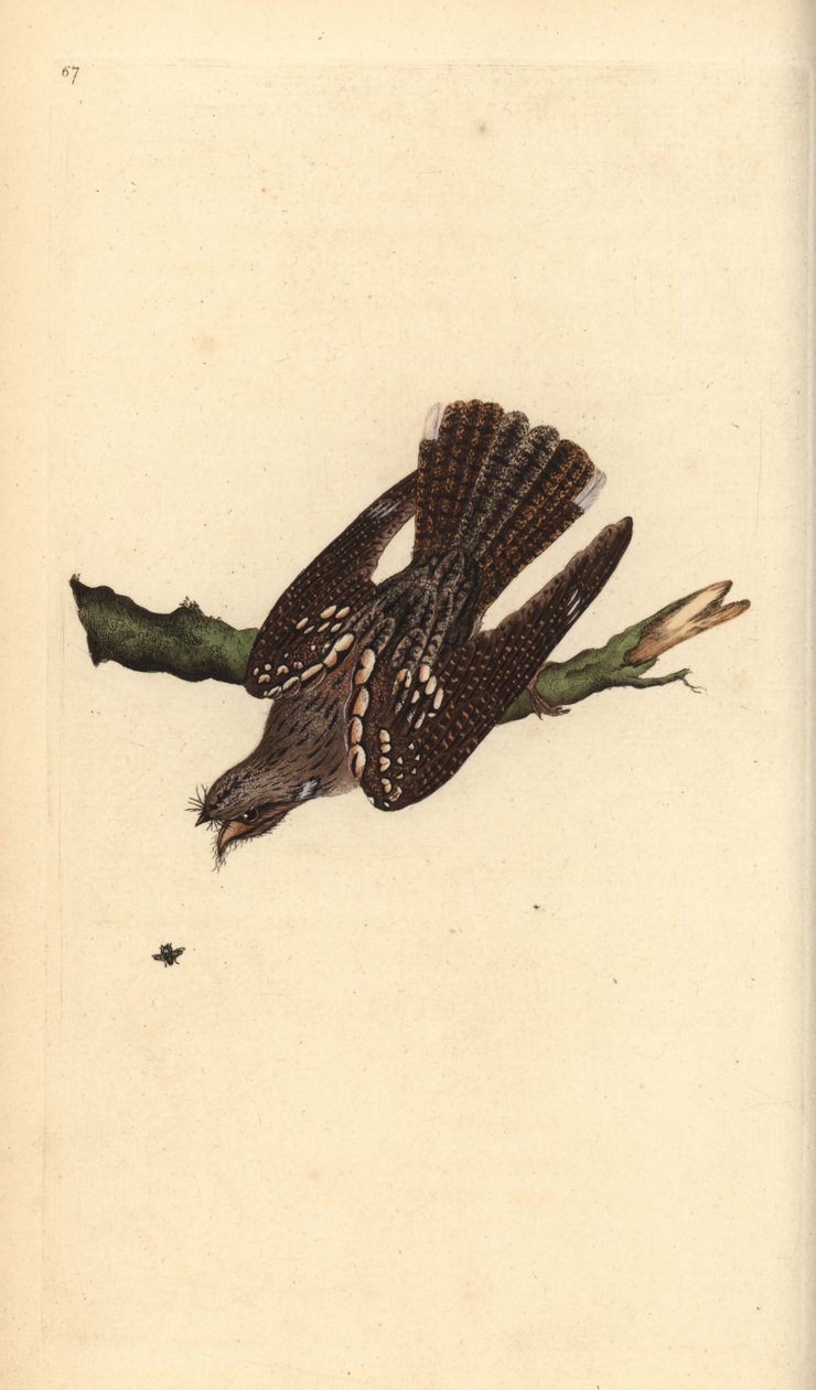 欧洲夜莺，Caprimulgus europaeus。爱德华-多诺万根据他自己的《英国鸟类自然史》绘制和雕刻的手绘铜版，伦敦 作者 爱德华·多诺万
