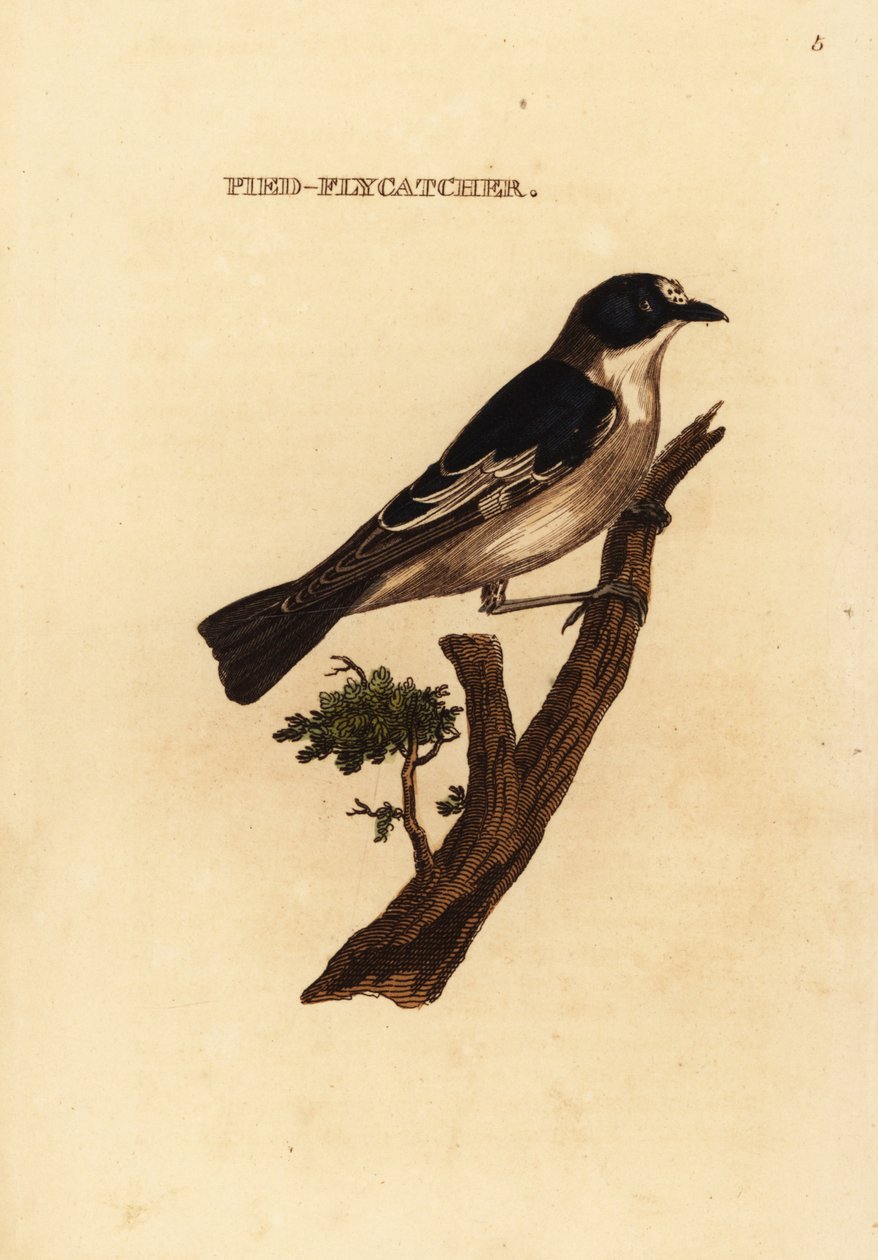 European pied flycatcher, Ficedula hypoleuca 作者 爱德华·多诺万