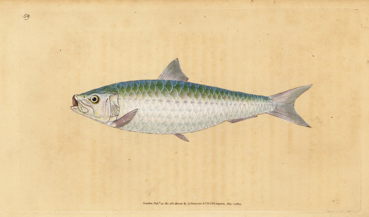 欧洲皮卡，Sardina pilchardus（皮卡，Clupea pilchardus）。爱德华-多诺万根据他的《英国鱼类自然史》绘制和雕刻的手绘铜版，多诺万和F.C.和J.里温顿，伦敦 作者 爱德华·多诺万