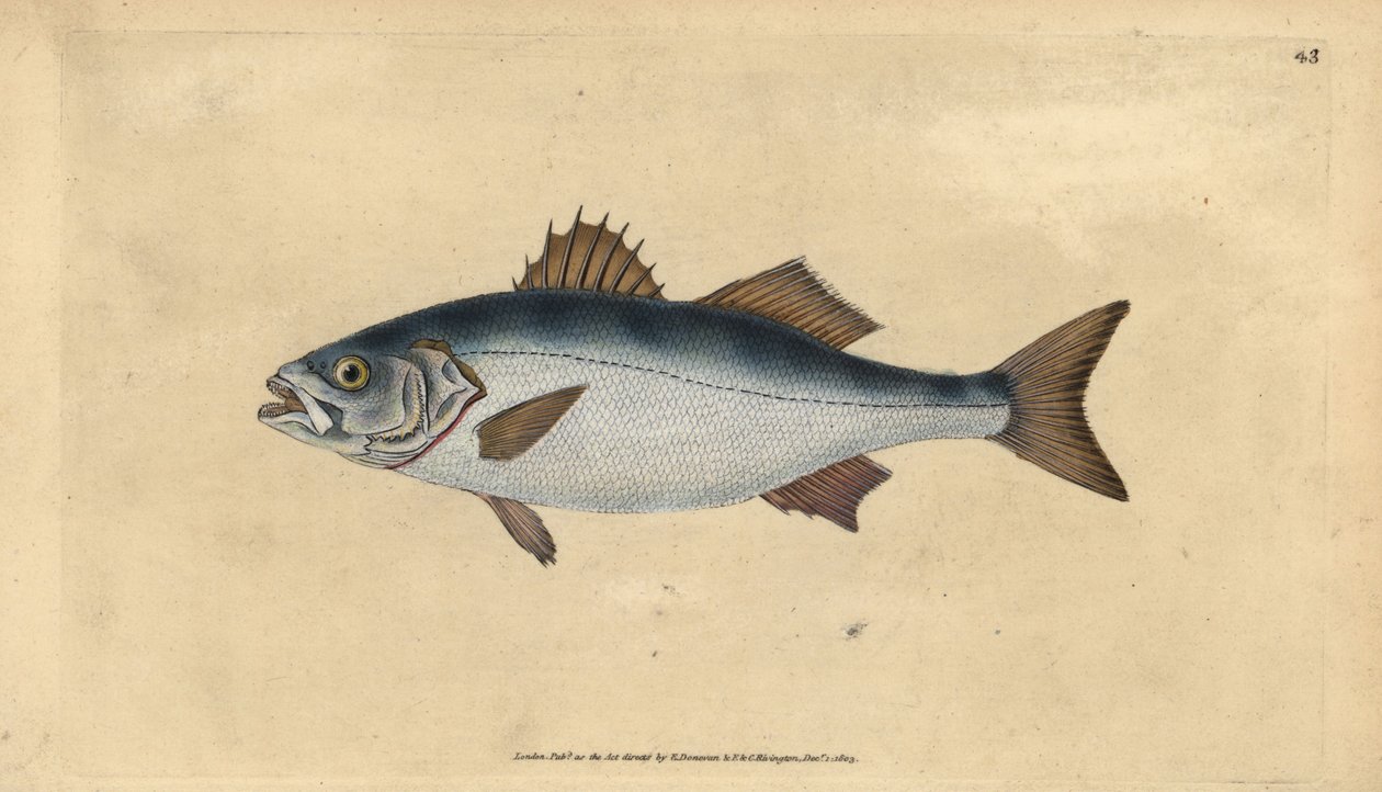 欧洲鲈鱼，Dicentrarchus labrax (Basse, Perca labrax)。爱德华-多诺万根据他的《英国鱼类自然史》绘制和雕刻的手绘铜版，多诺万和F.C.和J.里文顿，伦敦 作者 爱德华·多诺万