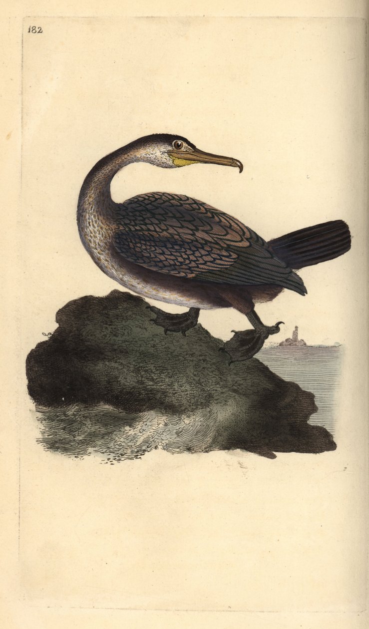 欧洲的大嘴鸟，Phalacrocorax aristotelis。爱德华-多诺万根据他自己的《英国鸟类自然史》绘制和雕刻的手绘铜版，伦敦 作者 爱德华·多诺万