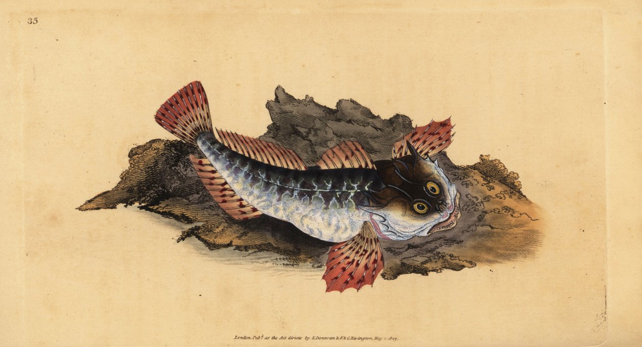 海蝎子父亲，Myoxocephalus scorpius（Cottus scorpius）。爱德华-多诺万根据他的《英国鱼类自然史》绘制和雕刻的手绘铜版，多诺万和F.C.和J.里文顿，伦敦 作者 爱德华·多诺万