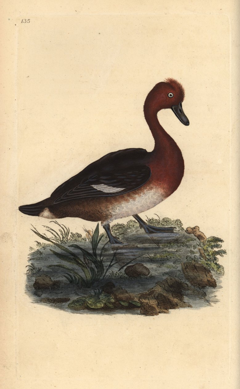 铁质鸭，Aythya nyroca。 爱德华多诺万根据他自己的“英国鸟类自然史”（1794-1819）绘制和雕刻的手绘铜版画。 爱德华·多诺万（Edward Donovan，1768-1837 年）是英国-爱尔兰的业余动物学家、作家、艺术家和雕刻家。 他错了 作者 爱德华·多诺万