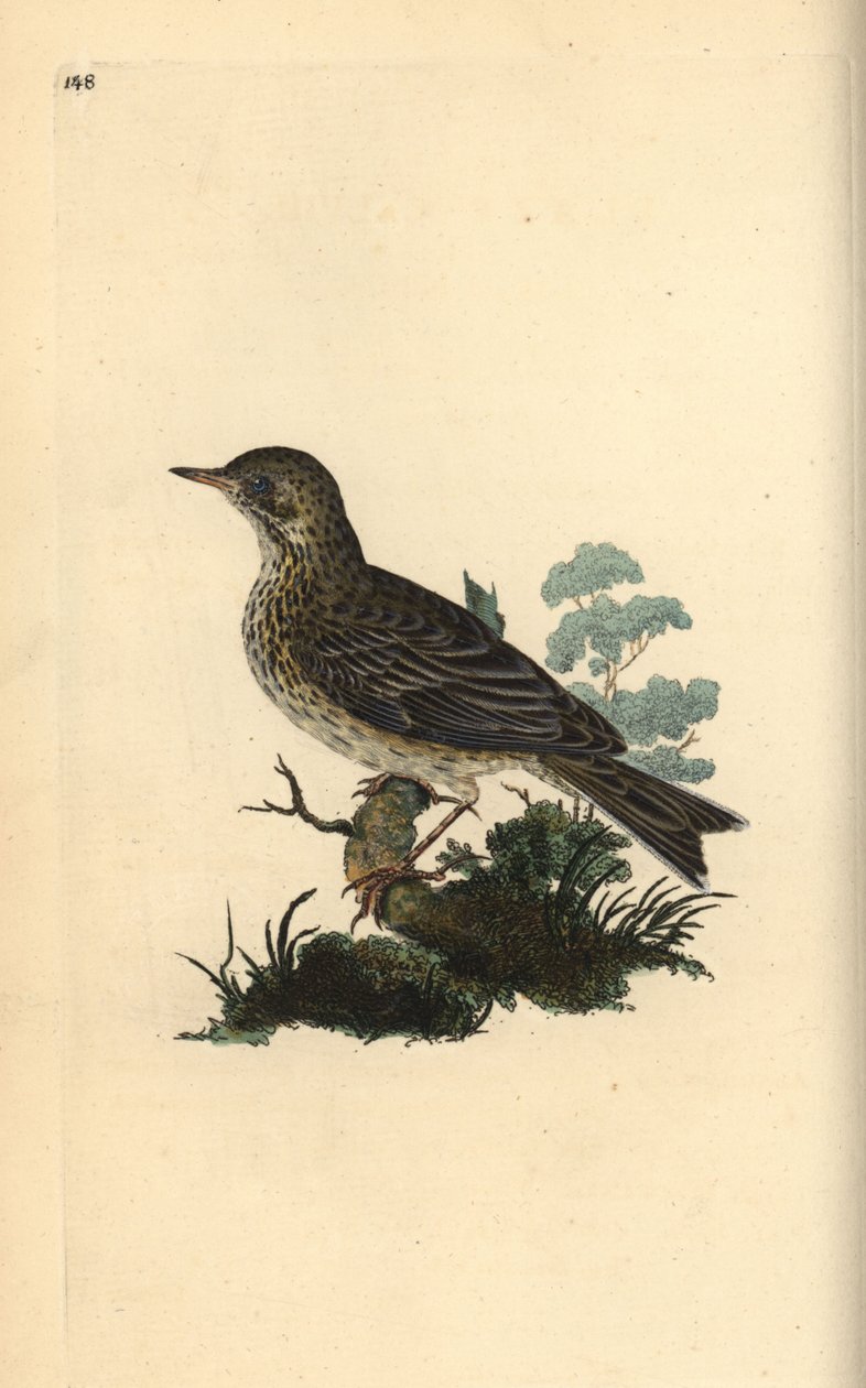 田野云雀，Alauda minor（或树状琵琶，Anthus trivialis？爱德华-多诺万根据他自己的《英国鸟类自然史》绘制和雕刻的手绘铜版，伦敦 作者 爱德华·多诺万