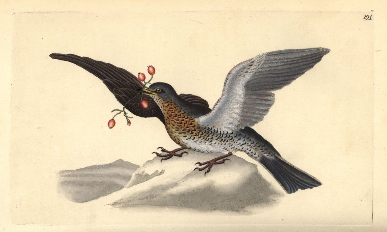Fieldfare，Turdus pilaris。 爱德华多诺万从他自己的“英国鸟类自然史”中绘制和雕刻的手绘铜版，伦敦 作者 爱德华·多诺万