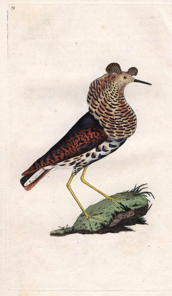 战斗机不同。Philomachus pugnax（Tringa pugnax）。爱德华-多诺万(1768-1837)的铜版画，发表于《英国鸟类自然史》，伦敦 作者 爱德华·多诺万