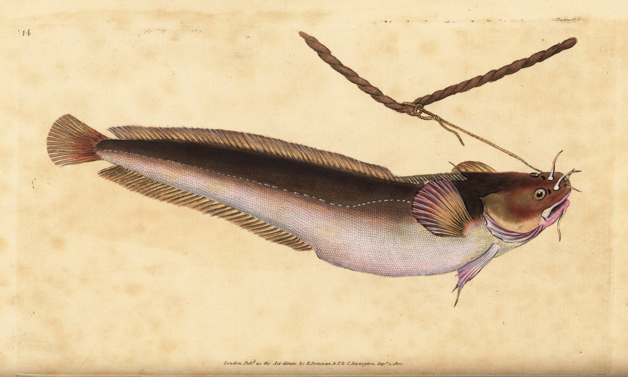 五须岩鱼，Ciliata mustela（五须鳕鱼，Gadus mustela）。爱德华-多诺万根据他的《英国鱼类自然史》绘制和雕刻的手绘铜版，多诺万和F.C.和J.雷文顿，伦敦 作者 爱德华·多诺万