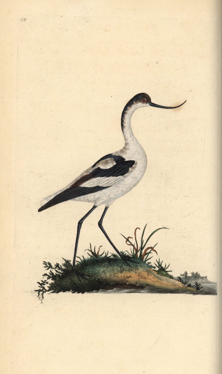 脚鳄鱼，Recurvirostra avocetta。爱德华-多诺万根据他自己的《英国鸟类自然史》绘制和雕刻的手绘铜版，伦敦 作者 爱德华·多诺万