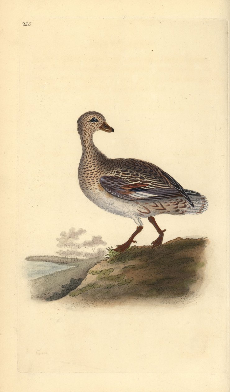 Gadwall（雌性），Anas strepera。爱德华-多诺万根据他自己的《英国鸟类自然史》绘制和雕刻的手绘铜版，伦敦 作者 爱德华·多诺万