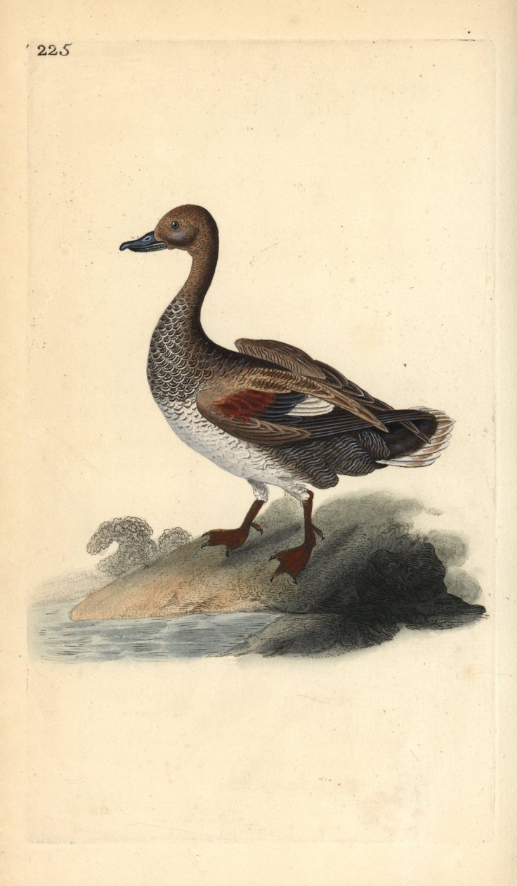 Gadwall（雄性），Anas strepera。爱德华-多诺万根据他自己的《英国鸟类自然史》绘制和雕刻的手绘铜版，伦敦 作者 爱德华·多诺万