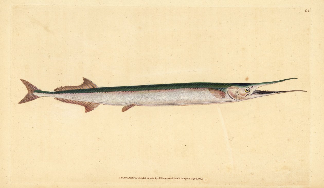 加拉鱼或海针鱼，Belone belone（海梭鱼或加拉鱼，Esox belone）。爱德华-多诺万根据他的《英国鱼类自然史》绘制和雕刻的手绘铜版，多诺万和F.C.和J.Rivington，伦敦 作者 爱德华·多诺万