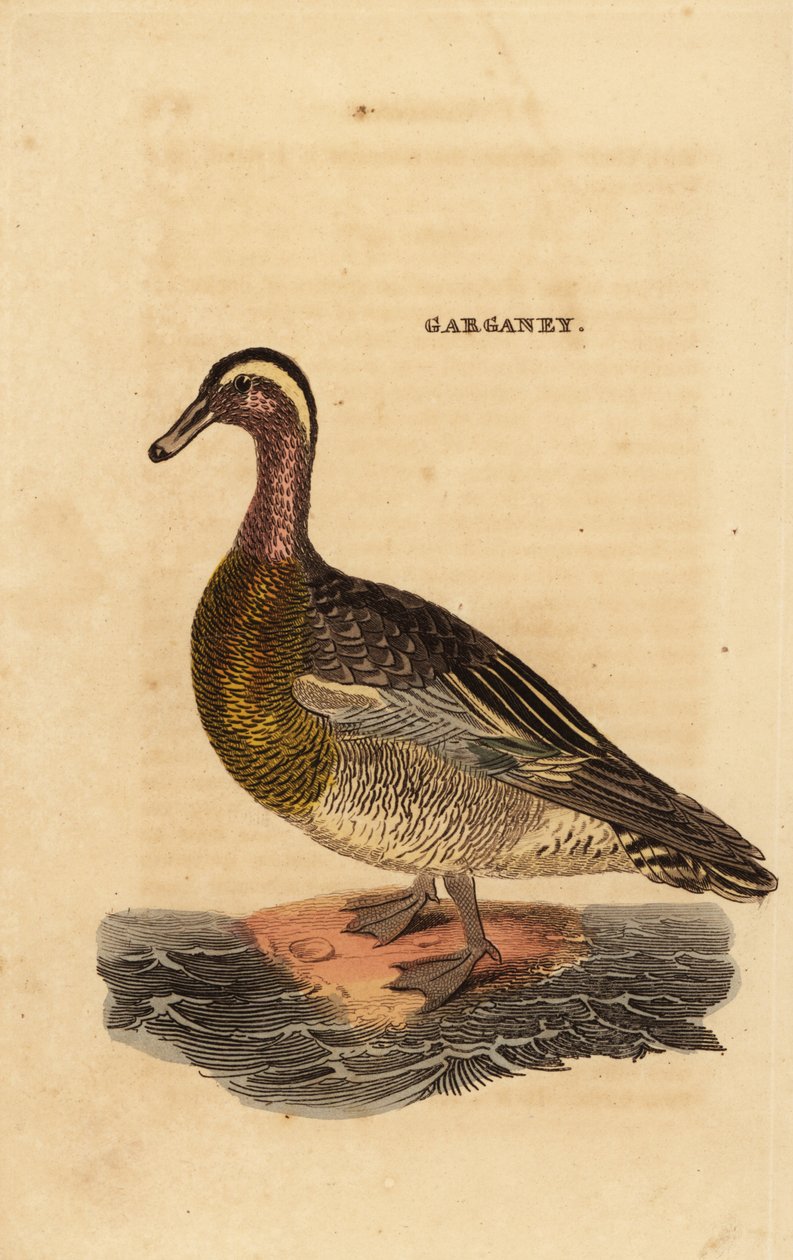 Garganey, Spatula querquedula, small dabbling duck 作者 爱德华·多诺万