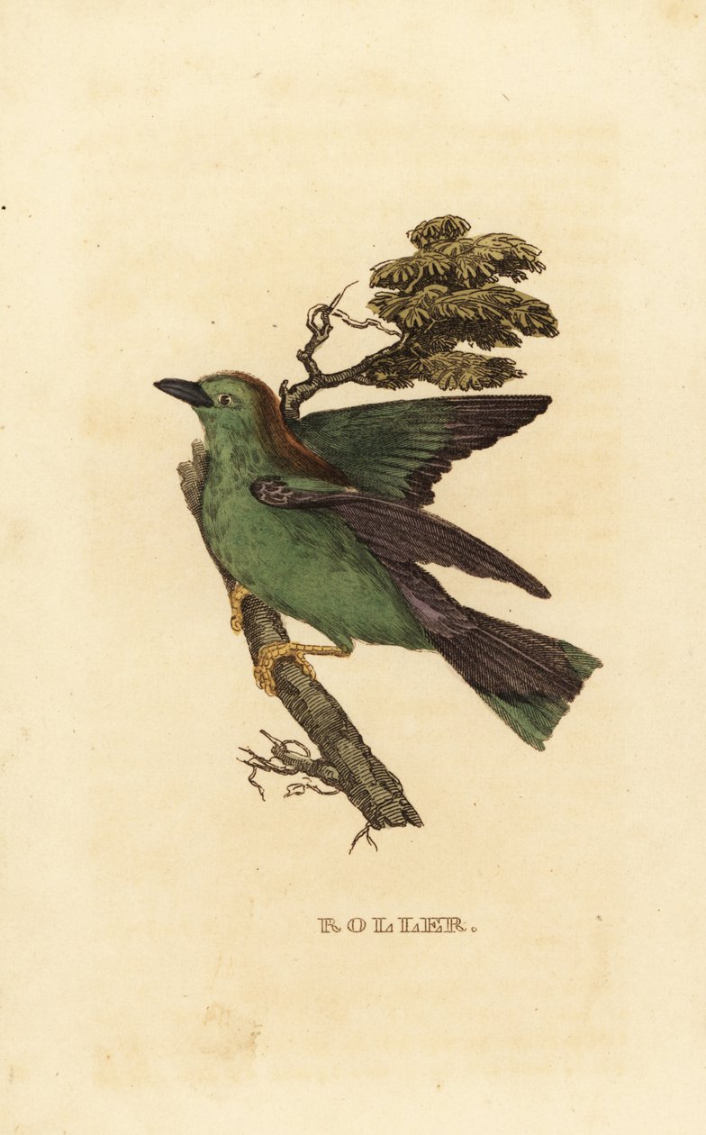 石榴裙或欧洲裙，Coracias garrulus 作者 爱德华·多诺万