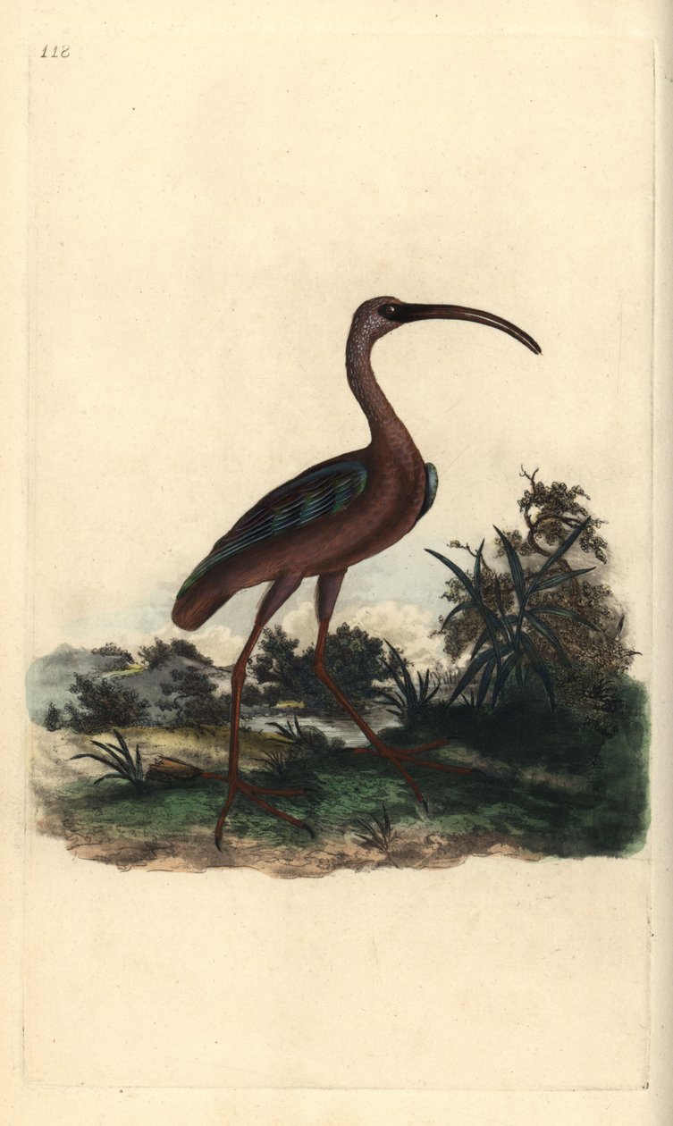 光泽朱鹭，Plegadis falcinellus。爱德华-多诺万根据他自己的《英国鸟类自然史》绘制和雕刻的手绘铜版，伦敦 作者 爱德华·多诺万
