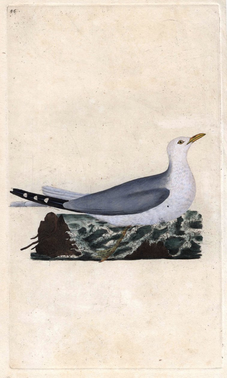 果兰灰。Larus canus。爱德华-多诺万（1768-1837）的铜版画，发表于《英国鸟类自然史》，伦敦 作者 爱德华·多诺万