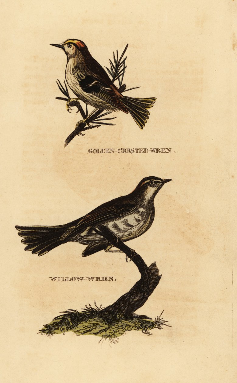 Goldcrest、Regulus regulus 和柳莺、Phylloscopus trochilus 作者 爱德华·多诺万
