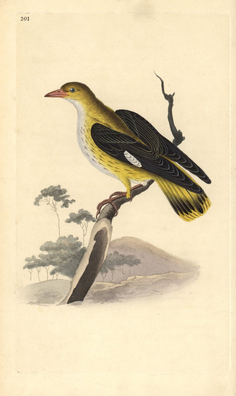 金莺（雌性），Oriolus oriolus。爱德华-多诺万根据他自己的《英国鸟类自然史》绘制和雕刻的手绘铜版，伦敦 作者 爱德华·多诺万