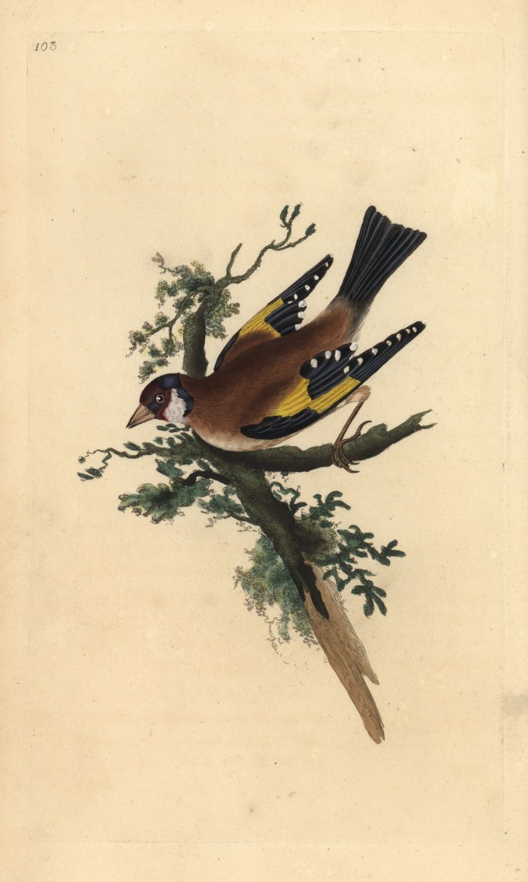 金翅雀，Carduelis carduelis。爱德华-多诺万根据他自己的《英国鸟类自然史》绘制和雕刻的手绘铜版，伦敦 作者 爱德华·多诺万