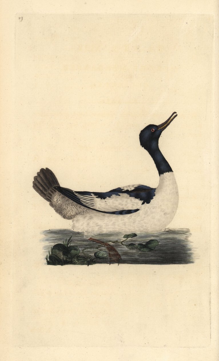 Goosander, Mergus merganser.爱德华-多诺万根据他自己的《英国鸟类自然史》绘制和雕刻的手绘铜版，伦敦 作者 爱德华·多诺万