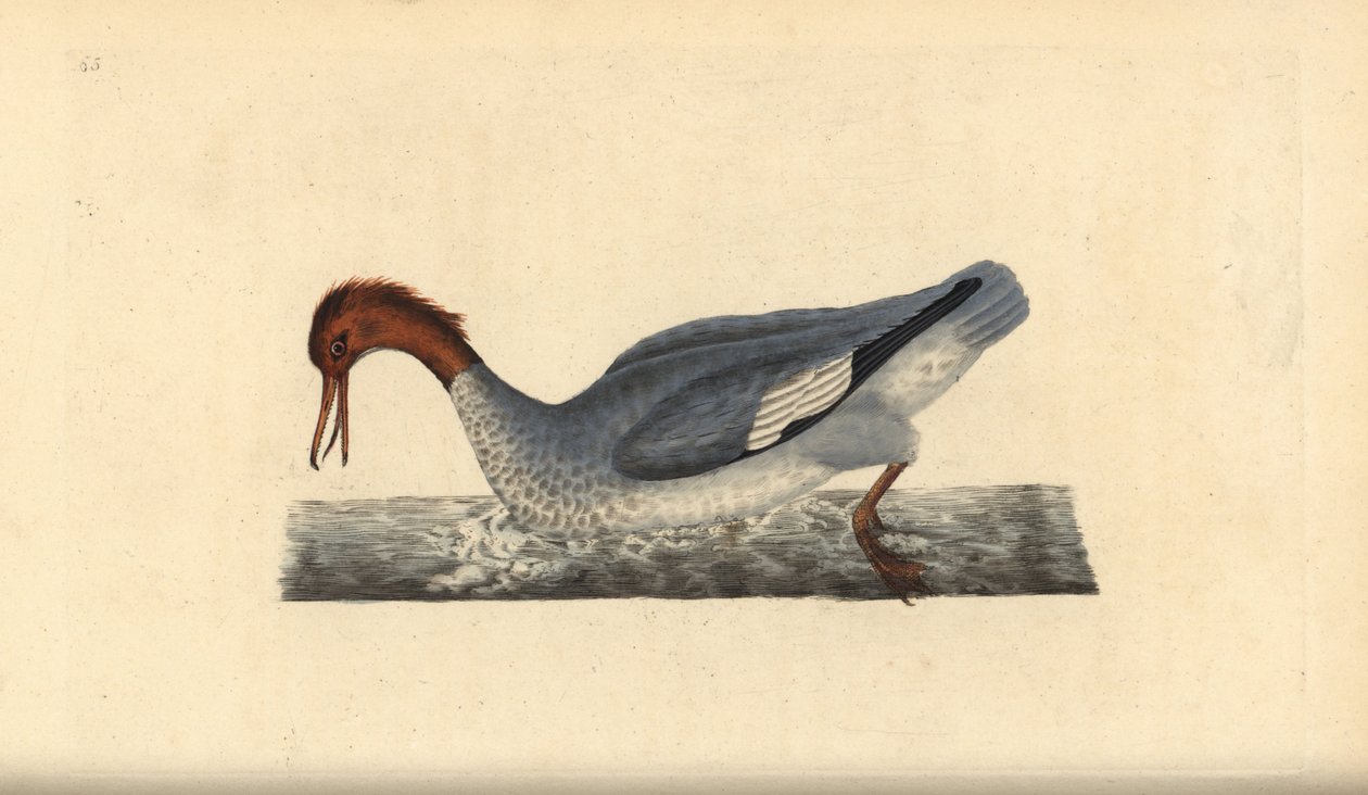 Goosander, Mergus merganser，雌性。爱德华-多诺万根据他自己的《英国鸟类自然史》绘制和雕刻的手绘铜版，伦敦 作者 爱德华·多诺万