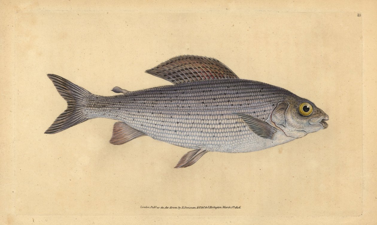 格雷林，Thymallus thymallus（Salmo thymallus）。爱德华-多诺万根据他的《英国鱼类自然史》绘制和雕刻的手绘铜版，多诺万和F.C.和J.里文顿，伦敦 作者 爱德华·多诺万